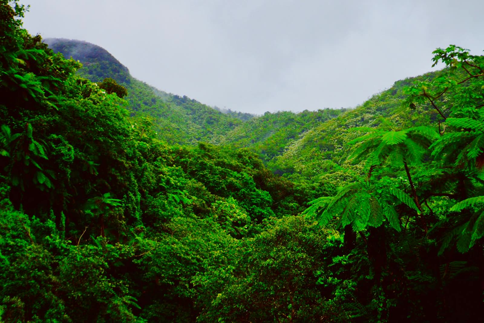 Rainy Day Rainforest Retreat